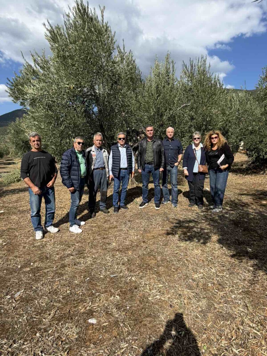 Αυτοψία Περιφέρειας Θεσσαλίας σε περιοχές Δ. Αλμυρού: Πρωτοφανής μείωση παραγωγής, υποβάθμιση της ποιότητας του ελαιοκάρπου