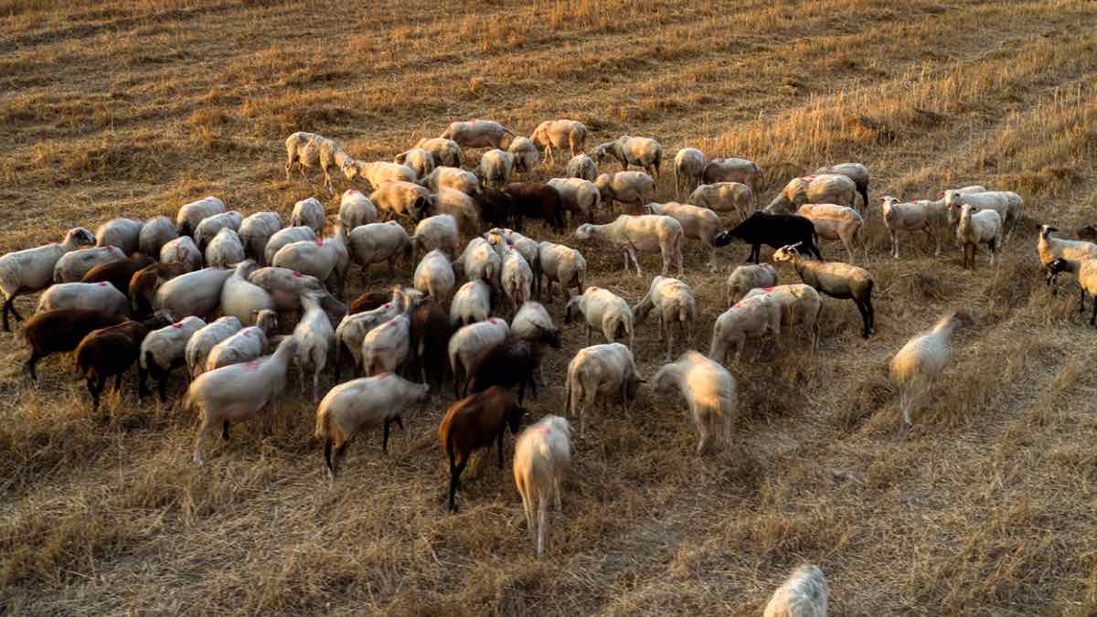 Δημ. Γκουγκουλής: «Αχαρτογράφητα νερά» η διαχείριση θετικού δείγματος ευλογιάς, σύμφωνα με τον καθηγητή Κτηνιατρικής (βίντεο)