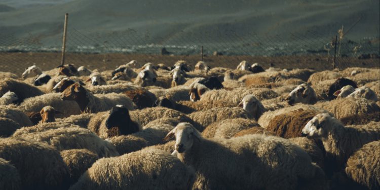 Όχι στη θανάτωση ζώων με φυσική ανοσία στην ευλογιά – Η ΕΘΕΑΣ ζητά ξεκάθαρες οδηγίες από το ΥΠΑΑΤ