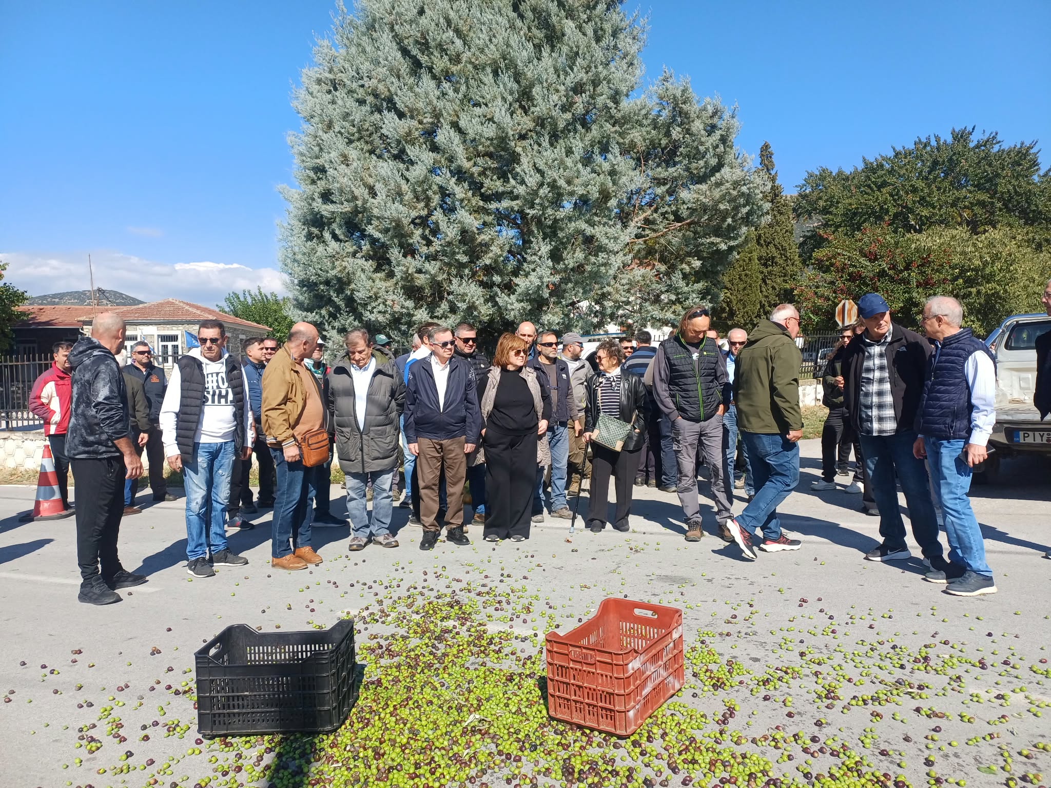 Ελαιοπαραγωγοί σε απόγνωση στο Πουρνάρι Συκουρίου: Χαμηλές τιμές, υψηλό κόστος και αποτυχία δακοκτονίας (ΦΩΤΟ+video)