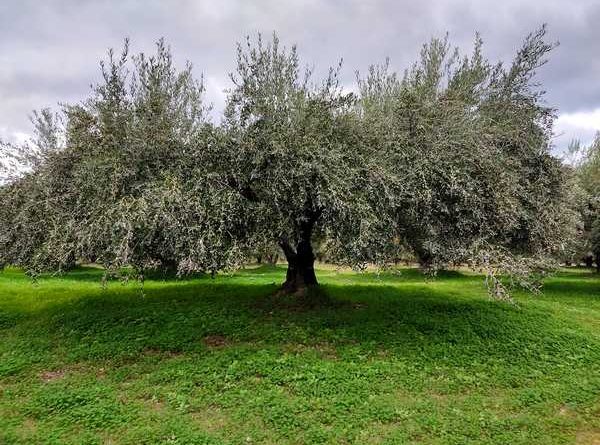 ΛΑΣ Θεσσαλίας: Ουσιαστικά μέτρα στήριξης της ελαιοκαλλιέργειας