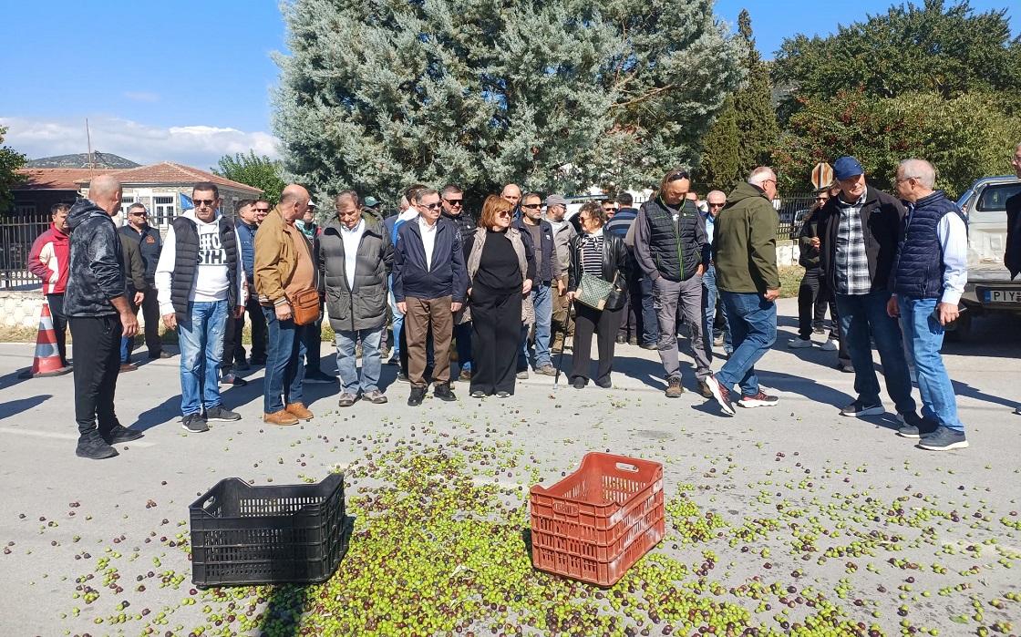 Ελαιοπαραγωγοί σε απόγνωση σε Τέμπη και Συκούριο – Δάκος και χαμηλές τιμές πιέζουν το εισόδημα