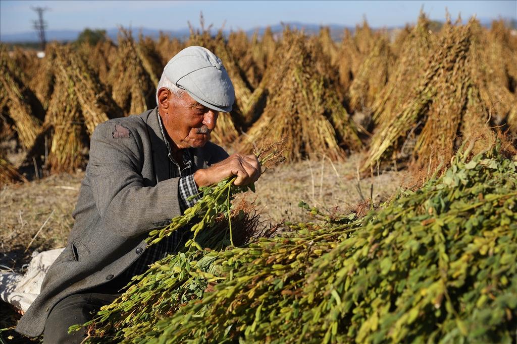 Συνδεδεμένες ενισχύσεις για ελιά, σουσάμι και πατάτα ζητούν οι παραγωγοί για τη νέα ΚΑΠ