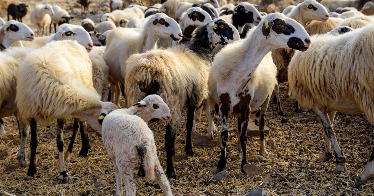 Συνεχίζονται τα κρούσματα ευλογιάς στη χώρα, σε ένα 15ήμερο είχαμε 11 νέες εστίες, απλήρωτοι, χωρίς εισόδημα οι κτηνοτρόφoi