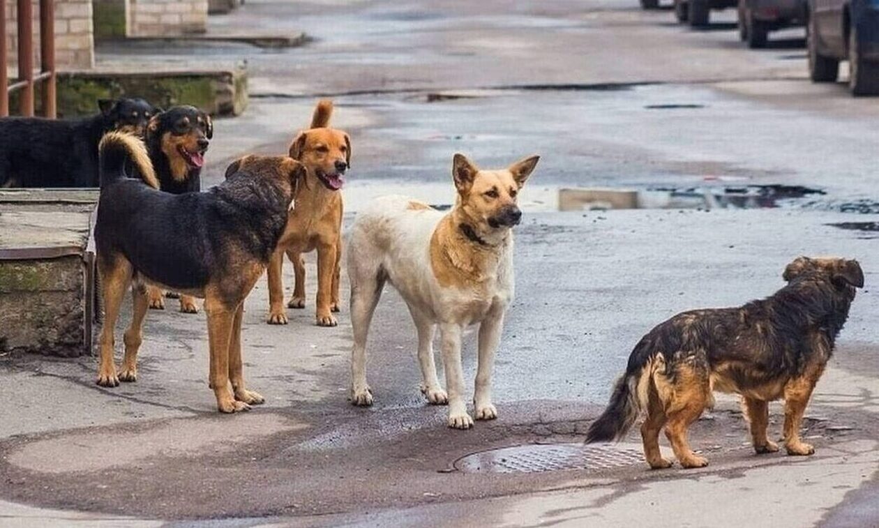 Βόλος: Αδέσποτα τρομοκρατούν μια ολόκληρη συνοικία – Η διπλή επίθεση που προκάλεσε οργή