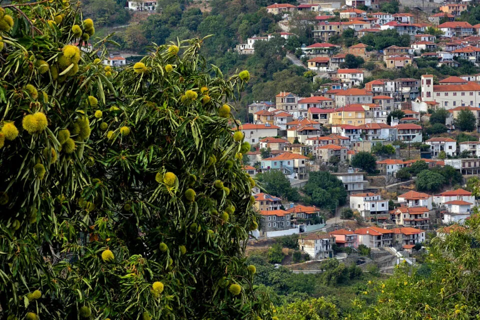Σήμερα η γιορτή κάστανου Μελιβοίας