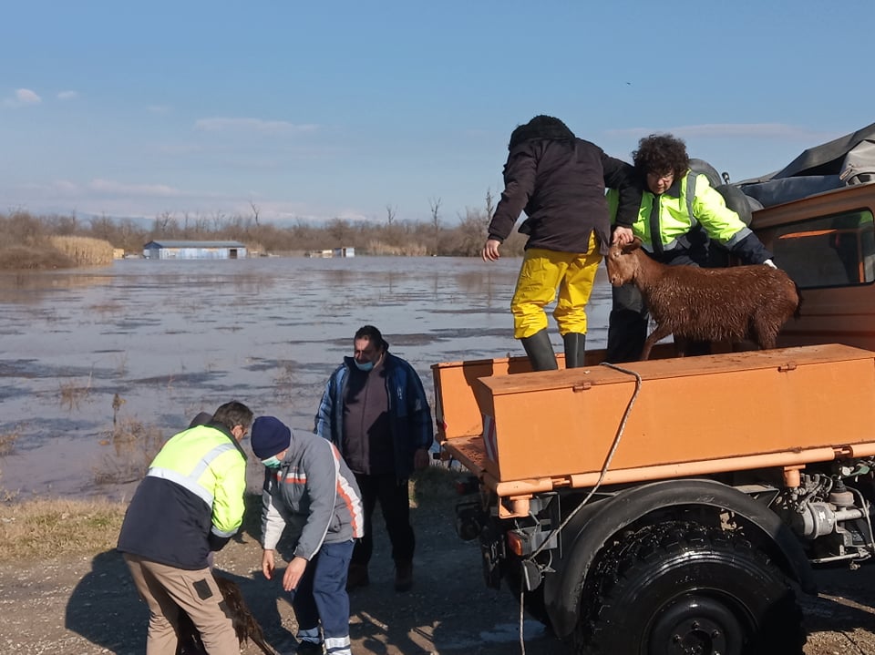 Επιχείρηση διάσωσης ζώων στην κοίτη του Πηνειού με βάρκες από την Πυρσβεστική (ΦΩΤΟ)