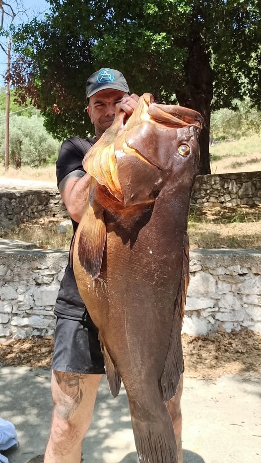 Απίστευτη «ψαριά» για ψαροντουφεκά στον Βόλο -Έβγαλε από τη θάλασσα ροφό 27 κιλών [εικόνα]