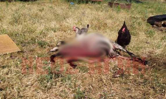 Επίθεση λύκου σε κοπάδι προβάτων στη Δαφνοσπηλιά Καρδίτσας (φωτο)