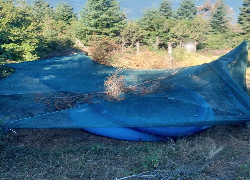 Μεγάλη χασισοφυτεία  εντοπίστηκε σε δασώδη περιοχή του Δήμου Αργιθέας (φωτο)