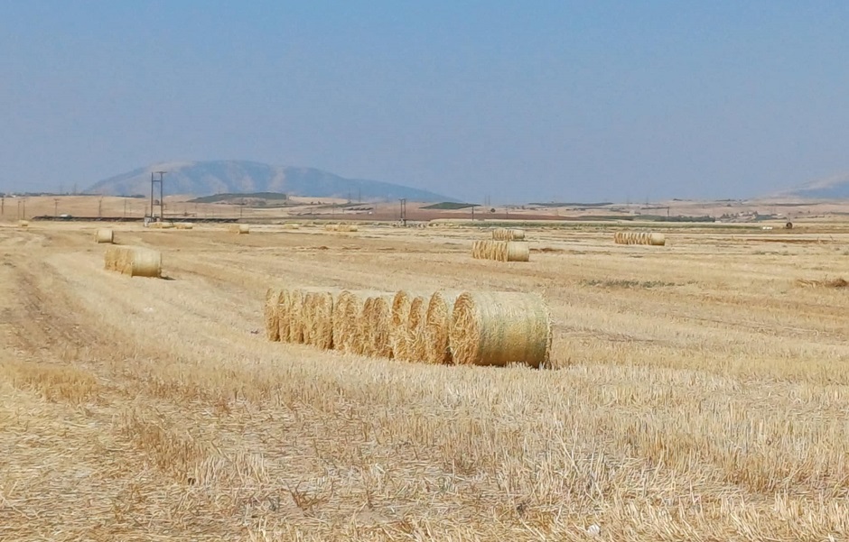 Πληγή τα αδιάθετα άχυρα στα χωράφια στον άξονα Νίκαιας - Φαρσάλων λόγω ευλογιάς (ΦΩΤΟ)