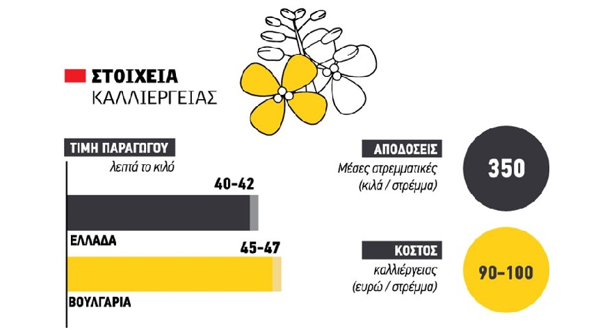 Άφησε μεροκάματο φέτος η ελαιοκράμβη και διεκδικεί τα 45 λεπτά όπως η Βουλγαρία