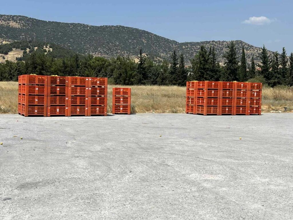 Απογοητευμένοι οι παραγωγοί βιομηχανικού ροδάκινου στη Λάρισα από τιμές και σοδειά