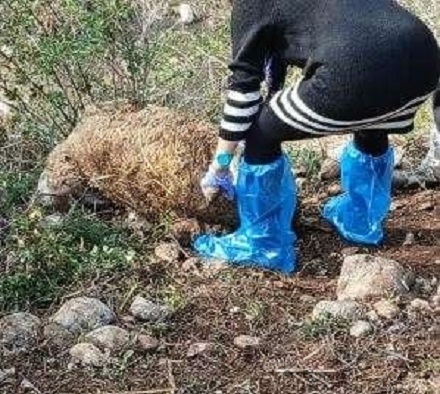 Χιλιάδες ζωα θανατώθηκαν από ευλογιά στο Κουλούρι- έντονη δυσοσμία και παράπονα κατοίκων