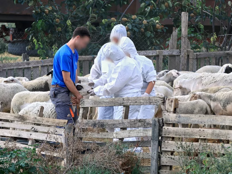 Εισαγγελική έρευνα για την ευλογιά των αιγοπροβάτων από τον προϊστάμενο της Εισαγγελίας Εφετών Λάρισας