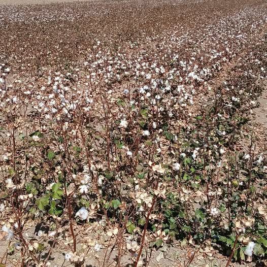Γλυκόπικρη γεύση αφήνει φέτος το βαμβάκι στη Θεσσαλία- πολλά κιλά, ίδια τα λεφτά!