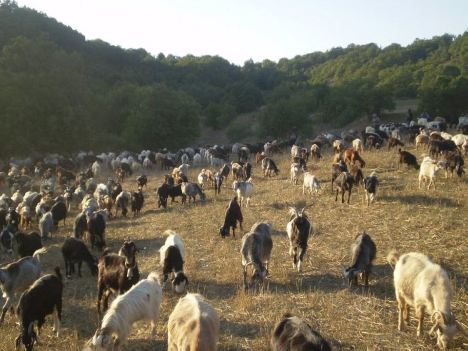 Μετακινούμενοι κτηνοτρόφοι: Διασχίζουν τη χώρα περπατώντας για ημέρες με τα κοπάδια, σε χαμαδιά και πανάρχαιες στράτες