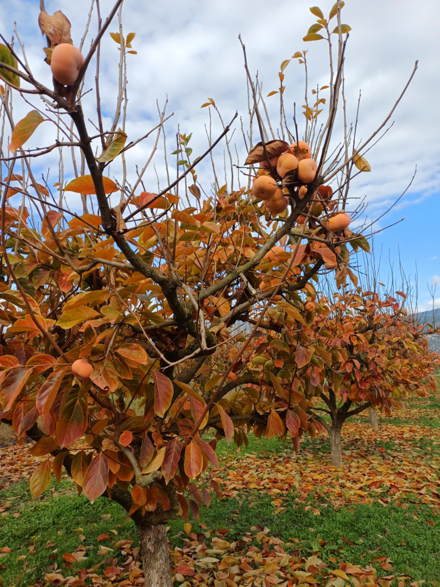 Μηλολωτός Αργυροπουλίου: Το μυθικό φρούτο της Θεσσαλίας (ΦΩΤΟ)