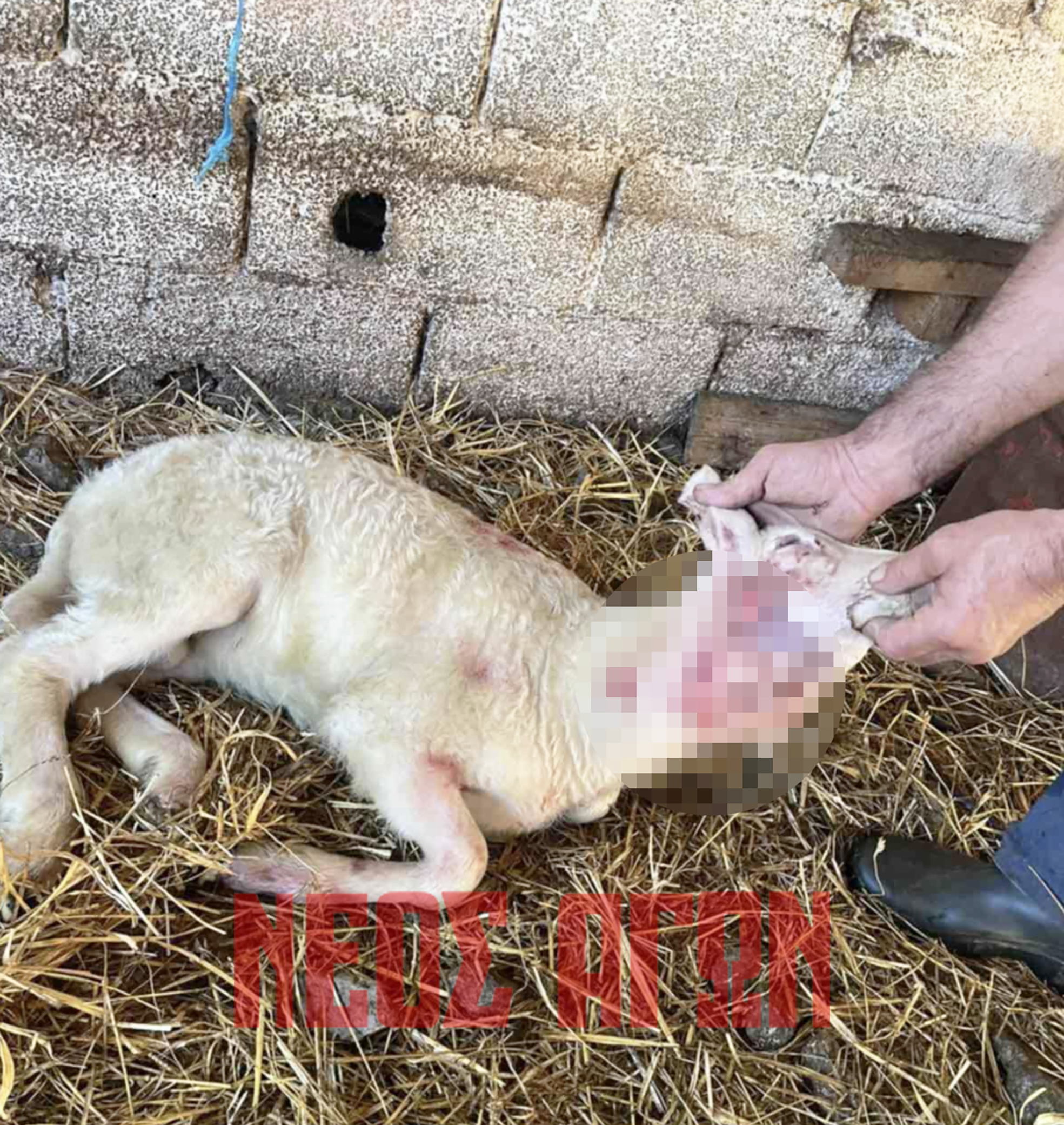 Καρδίτσα: Λύκος μπήκε σε ποιμνιοστάσιο και θανάτωσε 20 πρόβατα στο Παραγωγιό Παλαιοκκλησίου