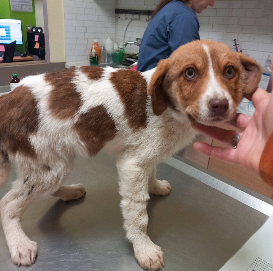 Αποτροπιασμός: κακοποιήθηκε κουτάβι έξω από την Καρδίτσα (ΦΩΤΟ)