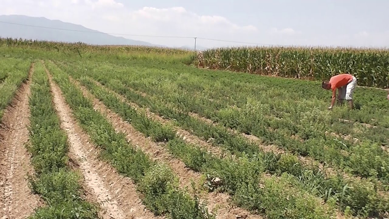 Κερδίζειέδαφος η καλλιέργεια της ρίγανης στη Θεσσαλία και αφήνει ικανοποιητική πρόσοδο στους αγρότες