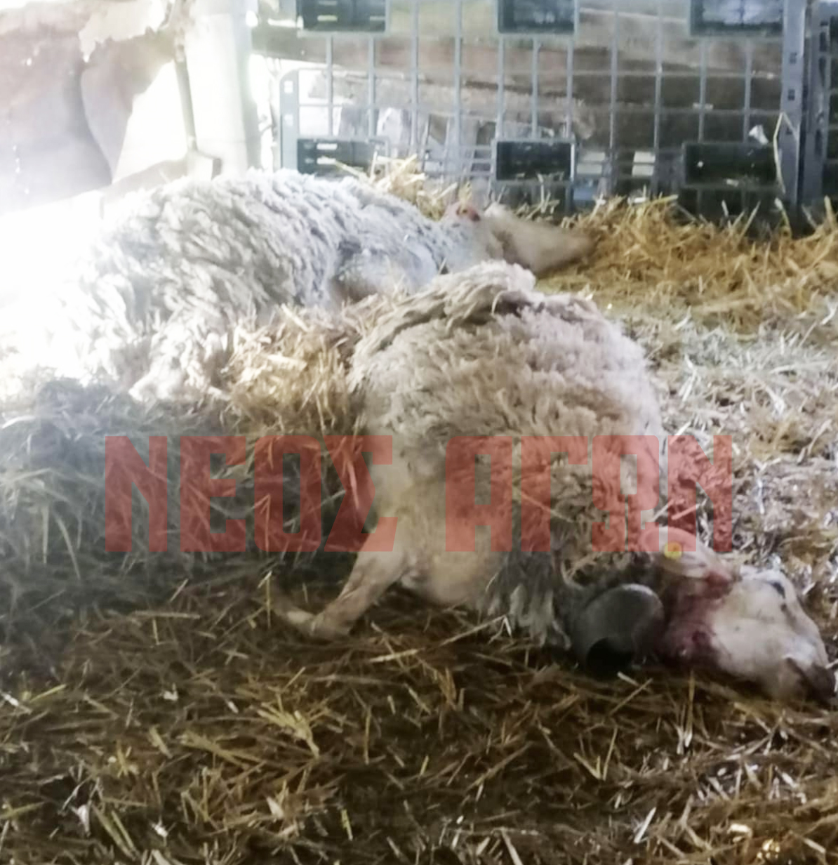 Λύκος θανάτωσε πρόβατα σε ποιμνιοστάσιο στην Αγία Τριάδα του Δήμου Παλαμά (ΦΩΤΟ)