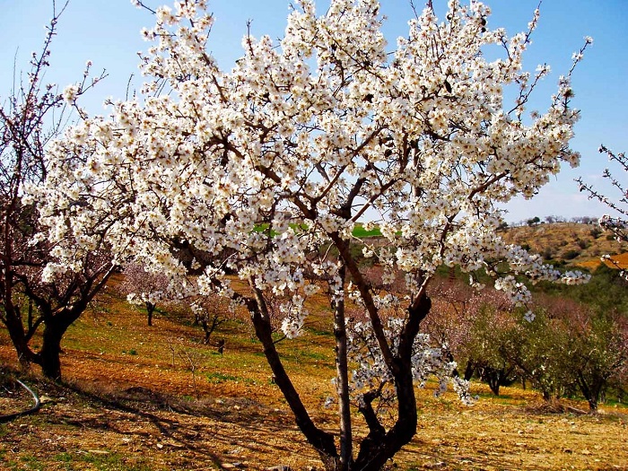 Η άνοιξη στον κάμπο του Συκουρίου έχει υπέροχο χρώμα (ΦΩΤΟ)