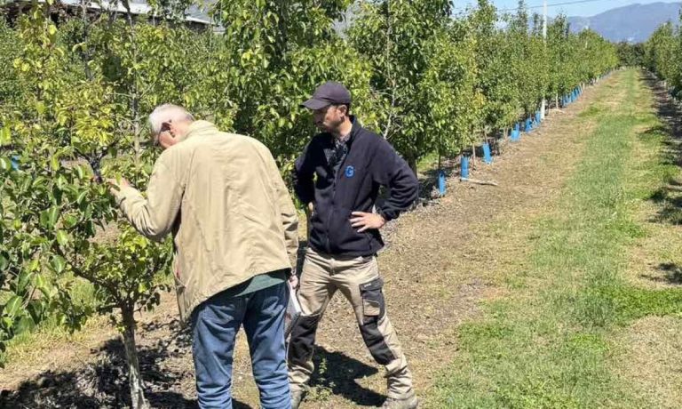 Σε απόγνωση οι αγρότες στην περιοχή Τυρνάβου από το φουζίκοκο  που ρίχνει τους καρπούς στις ροδακινιές