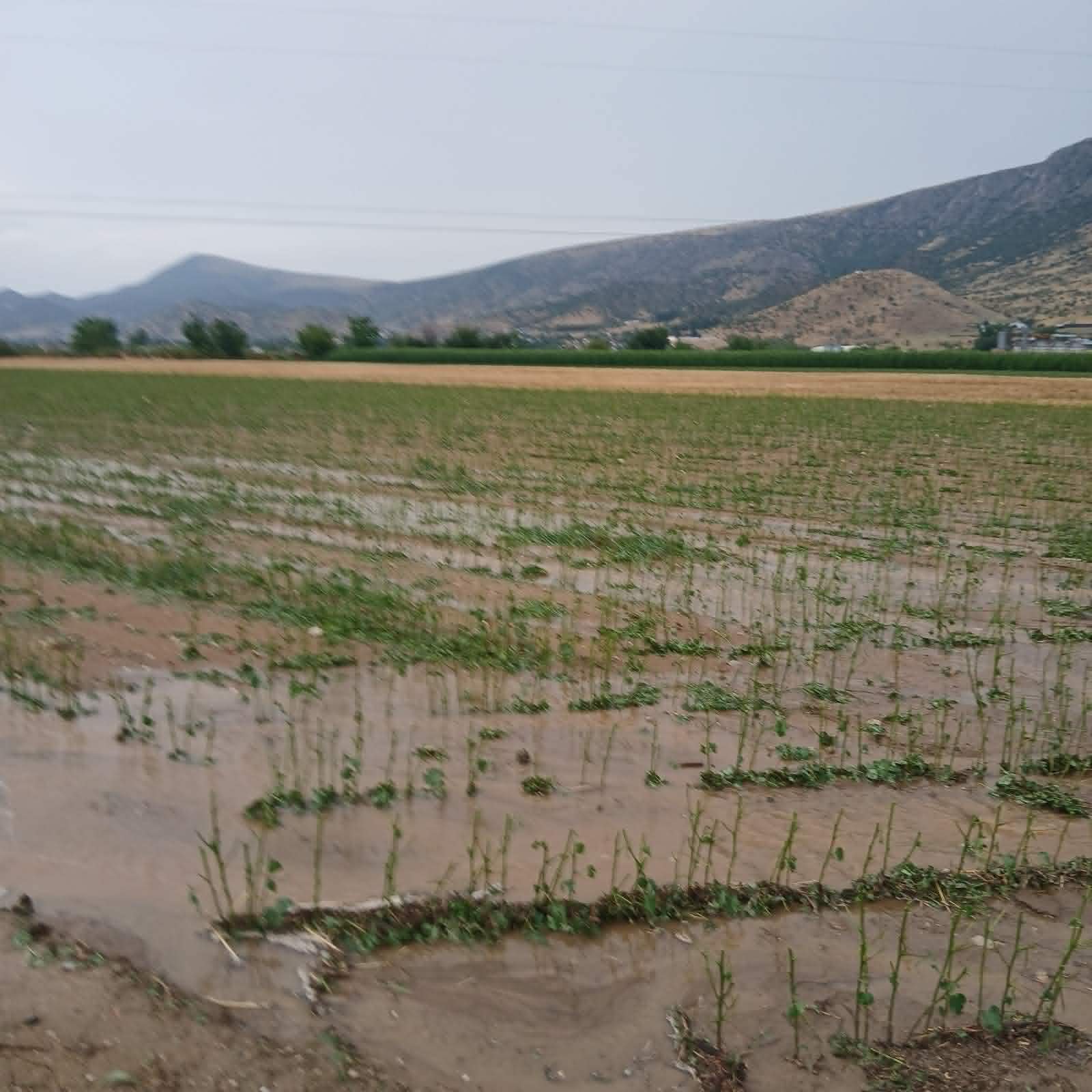 Ισχυρή χαλαζόπτωση και θυελλώδεις άνεμοι έπληξαν τον Δήμο Φαρκαδόνας-μεγάλες ζημιές σε καλλιέργειες (video)