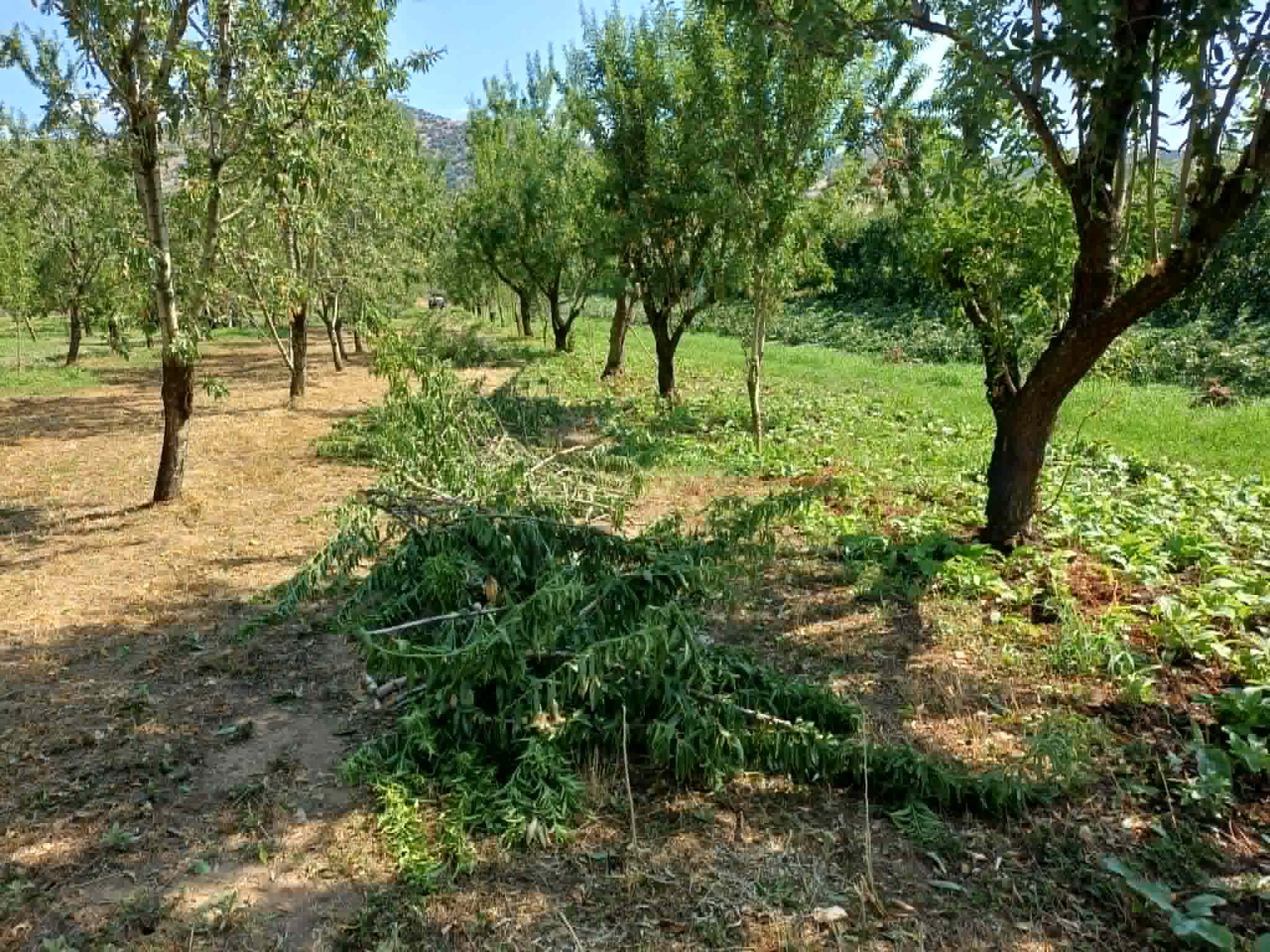 Μεγάλες ζημιές σε καλλιέργειες στο Αργυροπούλι από τον ισχυρό μπουρίνι- έπεσαν παλμέτες με αχλαδιές (ΦΩΤΟ)