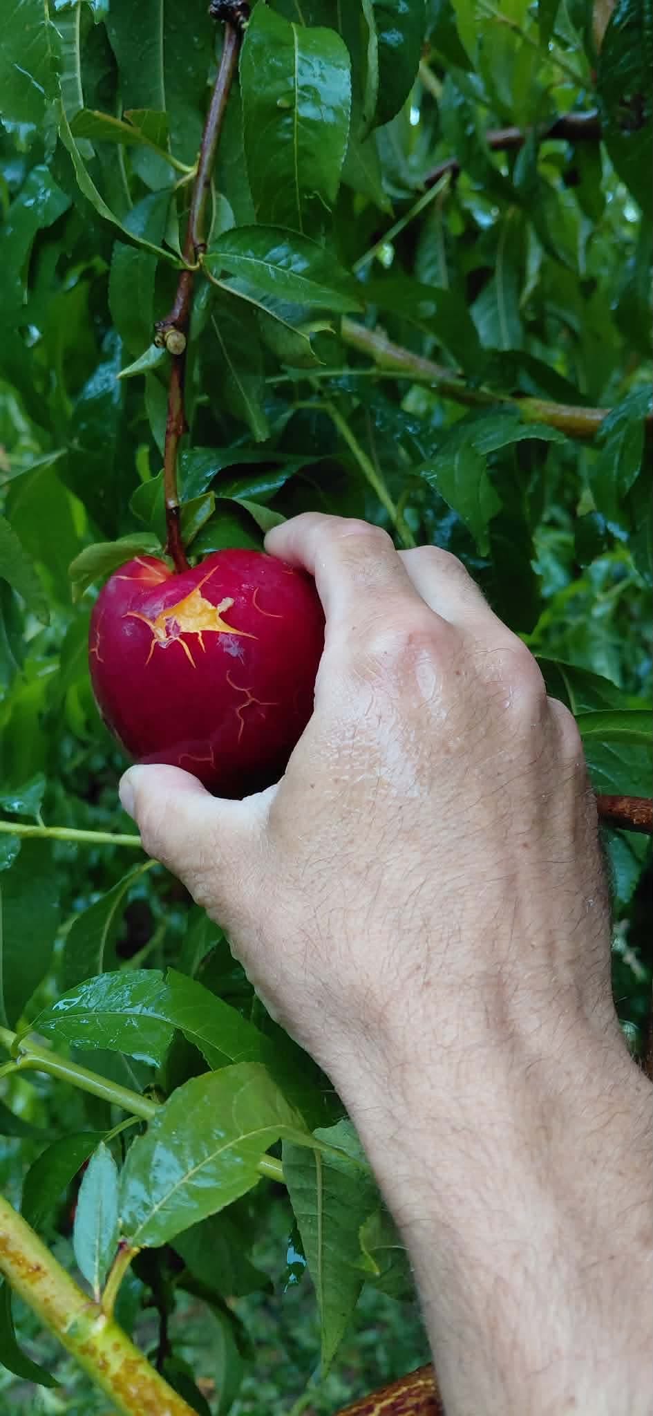 Μεγάλη οικονομική καταστροφή στον Τύρναβο σε αμπέλια και αχλάδια έφερε η ισχυρή χαλαζόπτωση (ΦΩΤΟ+videeo)