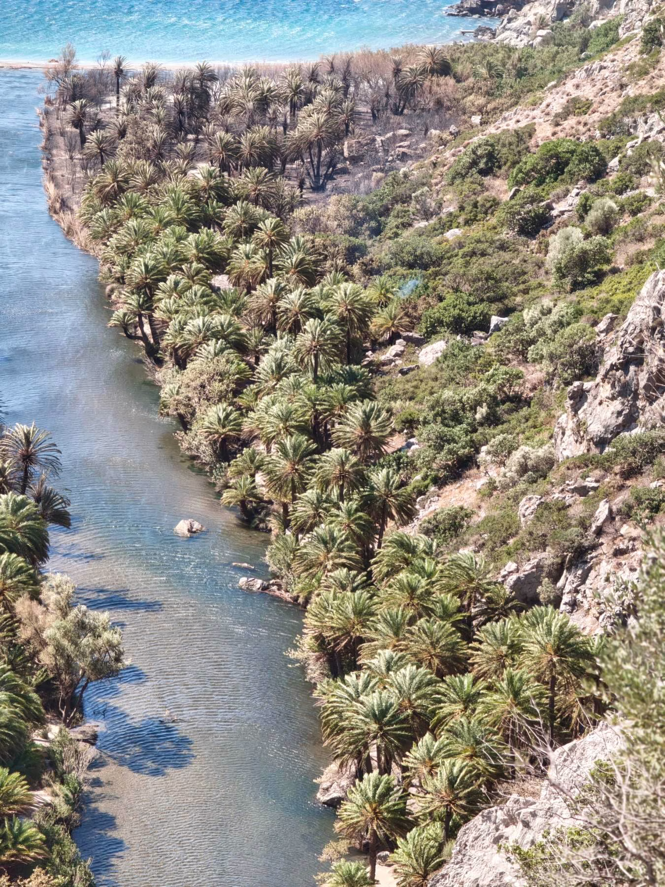 Περιφέρεια Ρεθύμνης: Περιορισμένες οι ζημιές από την πυρκαγιά στο φοινικόδασος στην Πρέβελη