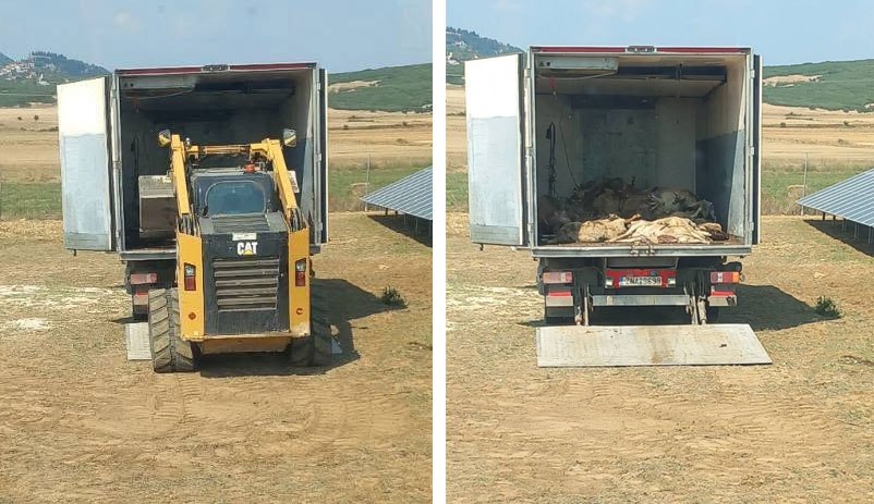 Δομοκός: Αγέλη λύκων κατασπάραξε 30 πρόβατα - Σε απόγνωση ο κτηνοτρόφος