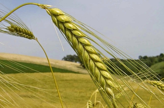 Η Θεσσαλία ψήνεται, πνίγεται και χάνει τη σοδειά της Από τον Ιανό και τον Daniel στους παρατεταμένους καύσωνες
