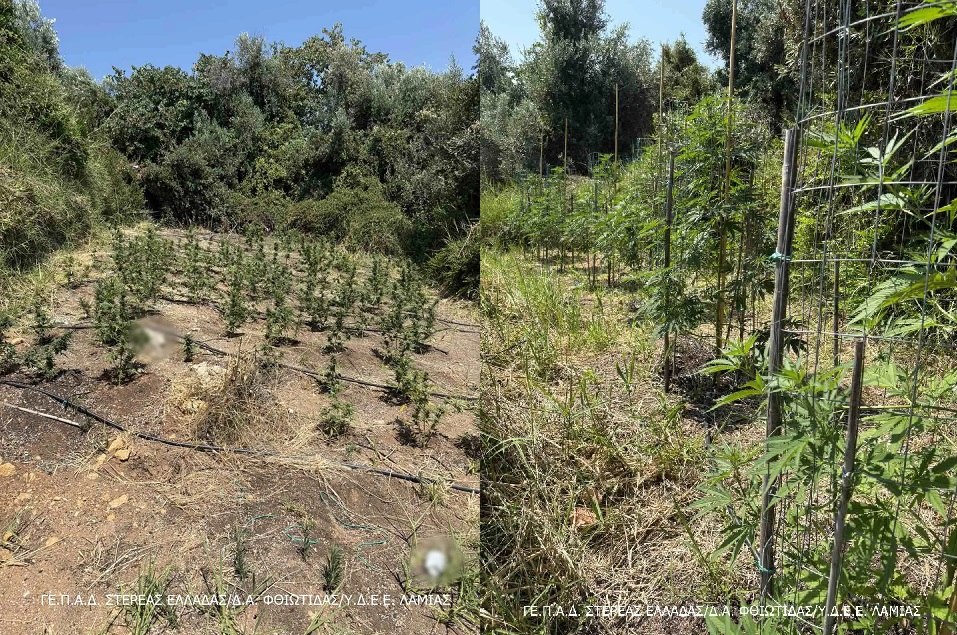 Λαμία: Εξαρθρώθηκε εγκληματική οργάνωση που καλλιεργούσε και διακινούσε ναρκωτικά -Κατασχέθηκαν 164 δενδρύλλια κάνναβης