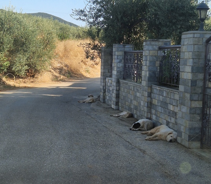 Άγρια επίθεση από 20 αδέσποτα δέχτηκε στις Νηές Αλμυρού πολίτης το πρωί (ΦΩΤΟ)