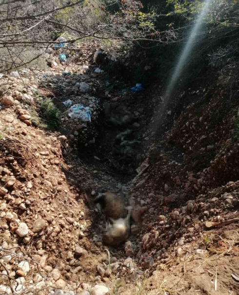 Χιλιάδες ζωα θανατώθηκαν από ευλογιά στο Κουλούρι- έντονη δυσοσμία και παράπονα κατοίκων