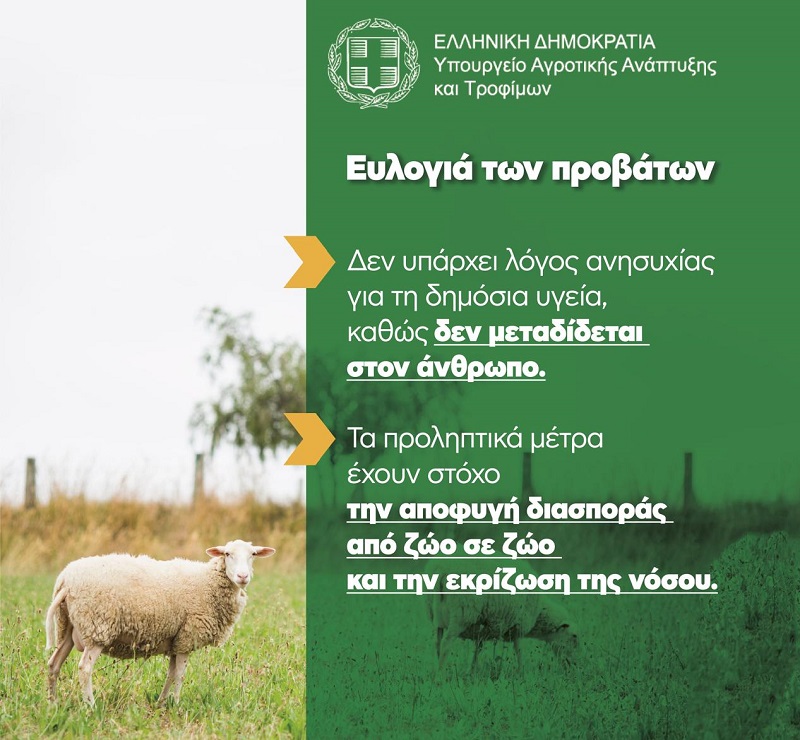 Ενημερωτικό για την ευλογιά των προβάτων - Τα μέτρα για τον περιορισμό και εκρίζωση της νόσου