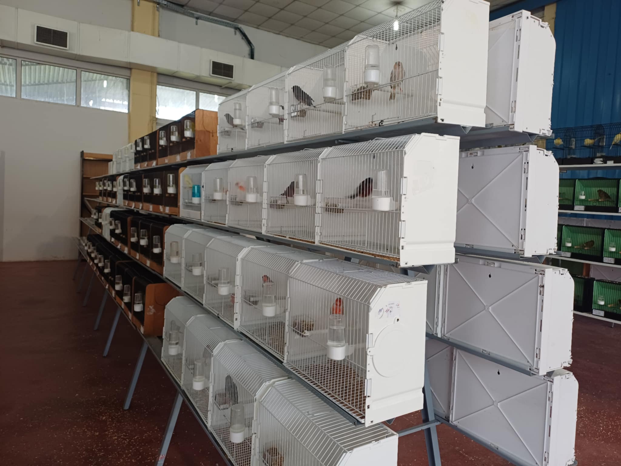 Κελαηδίσματα και χρώματα στη «Γαιόπολη» – Διαγωνιστική έκθεση καναρινιών στη Λάρισα (ΦΩΤΟ)