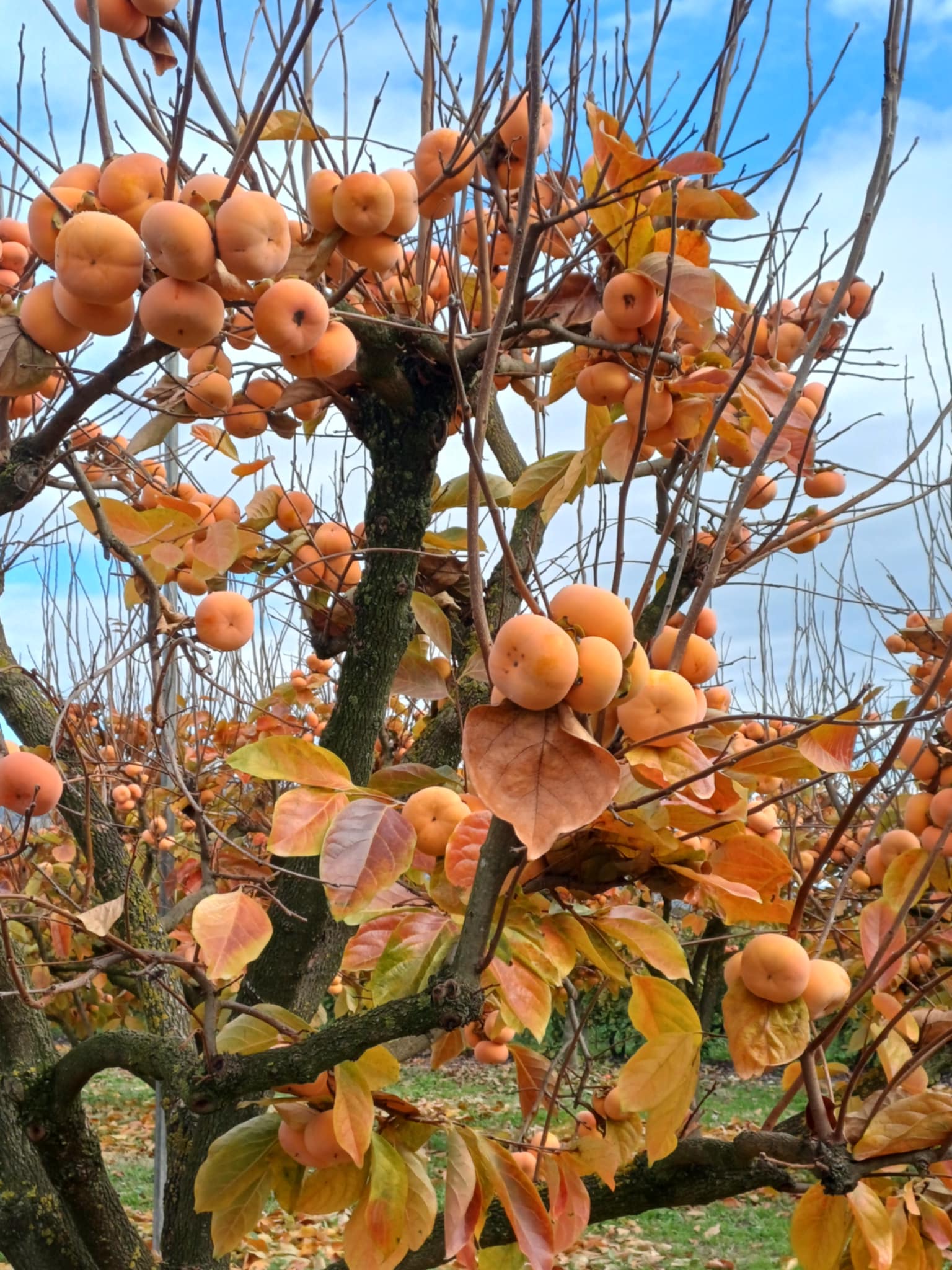 Μηλολωτός Αργυροπουλίου: Το μυθικό φρούτο της Θεσσαλίας (ΦΩΤΟ)