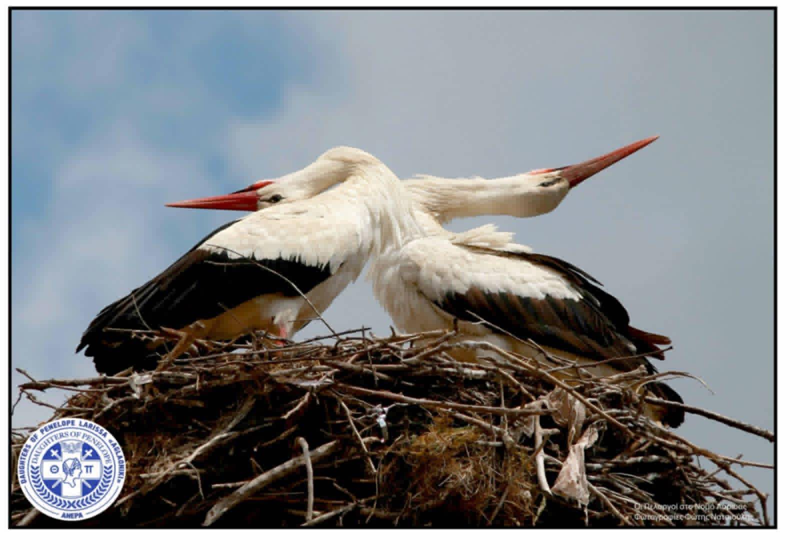 Τοποθετήθηκαν οι Πελαργοί στη Γυρτώνη με το έμβλημα της ΑΗΕΡΑ και της Aglaoniki (ΦΩΤΟ)