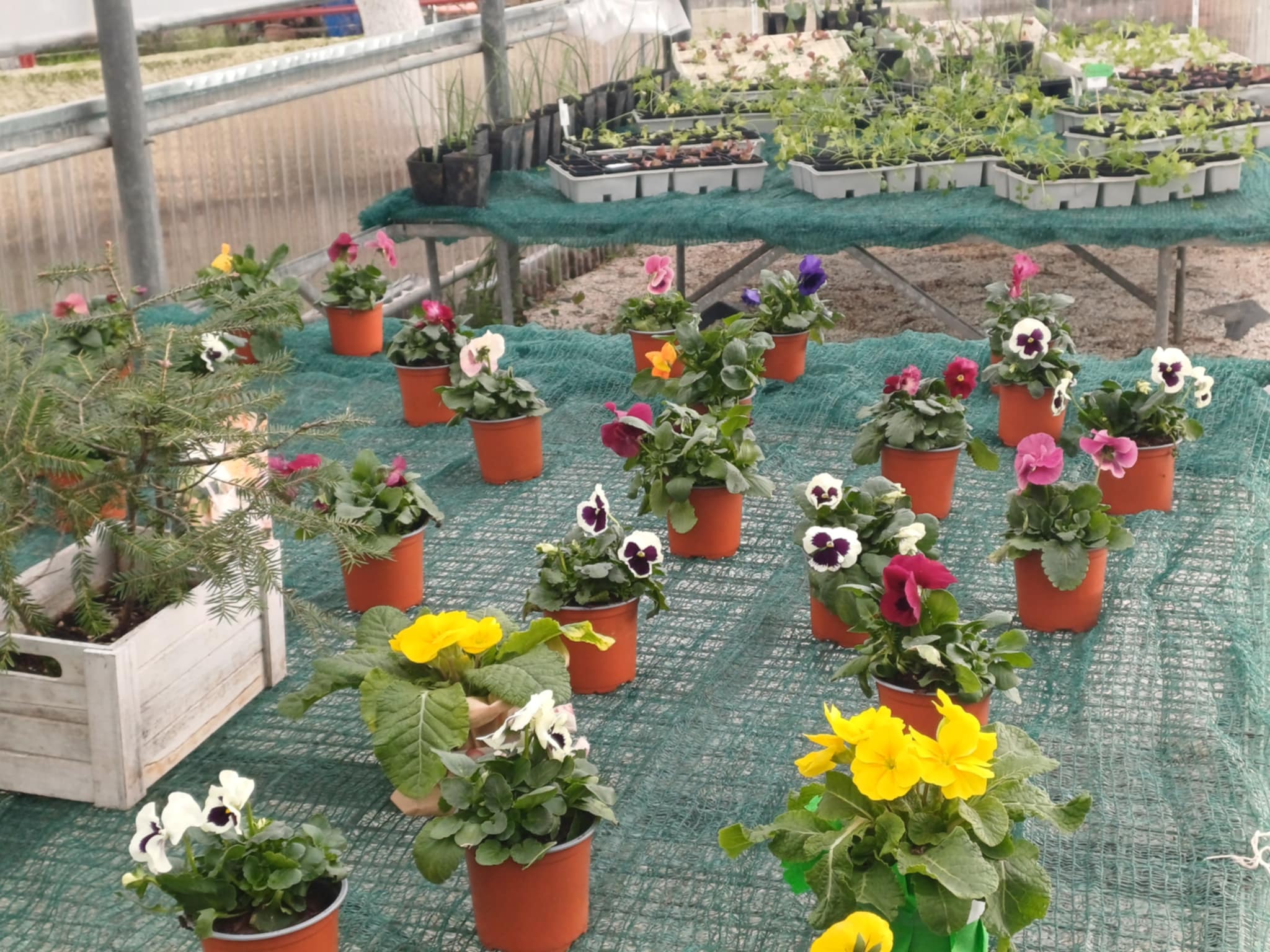 Ανακαίνιση θερμοκηπίου στο Κέντρο Ψυχικής Υγείας Λάρισας - Έργο με κοινωνικό αποτύπωμα στο ΓΝΛ (ΦΩΤΟ)