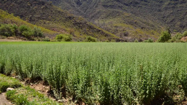 Κερδίζειέδαφος η καλλιέργεια της ρίγανης στη Θεσσαλία και αφήνει ικανοποιητική πρόσοδο στους αγρότες