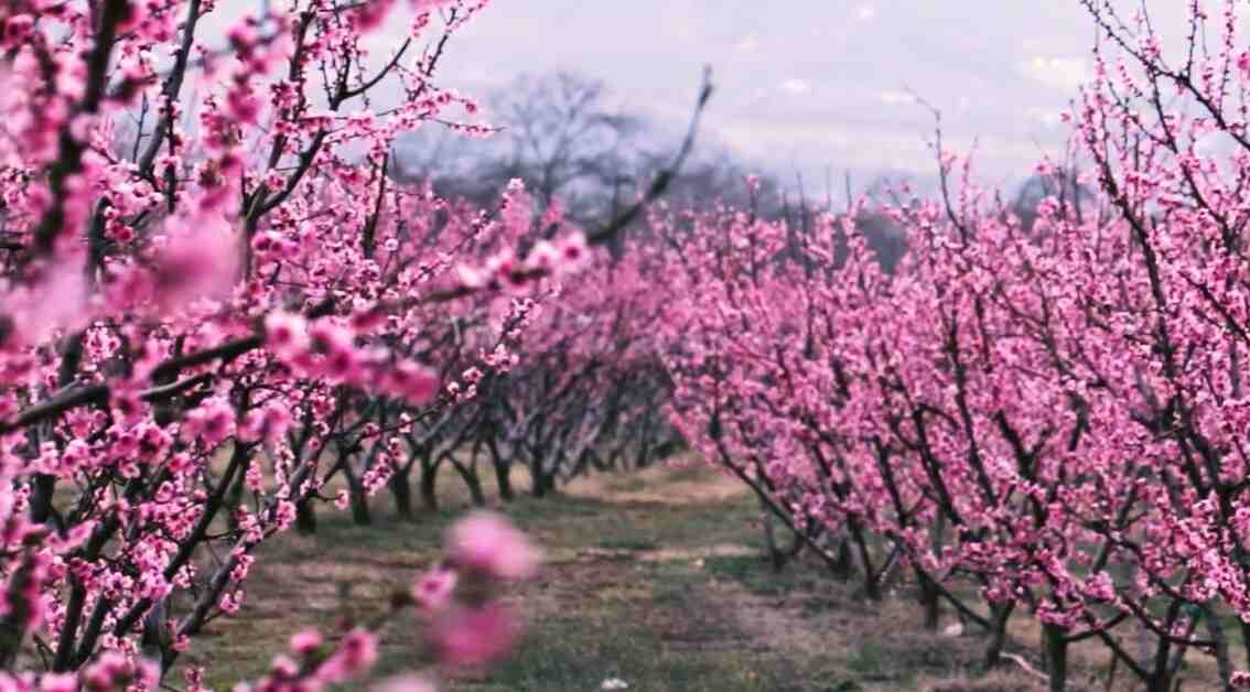 Η άνοιξη στον κάμπο του Συκουρίου έχει υπέροχο χρώμα (ΦΩΤΟ)
