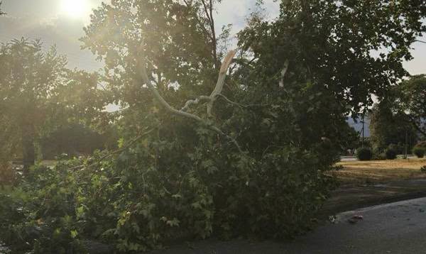 Δυνατό μπουρίνι έπληξε τα Δελέρια Τυρνάβου και τα παράλια Αγιάς- έπεσαν δέντρα (ΦΩΤΟ+video)