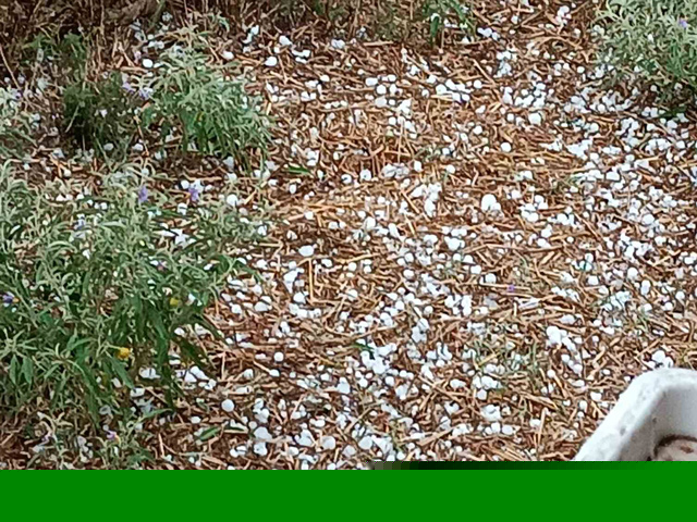 Μπουρίνι στη Λάρισα και ισχυρή χαλαζόπτωση σε ΠΛατανούλια, Δαμάσι λίγο πριν τη συγκομιδή- σε απόγνωση οι αγρότες