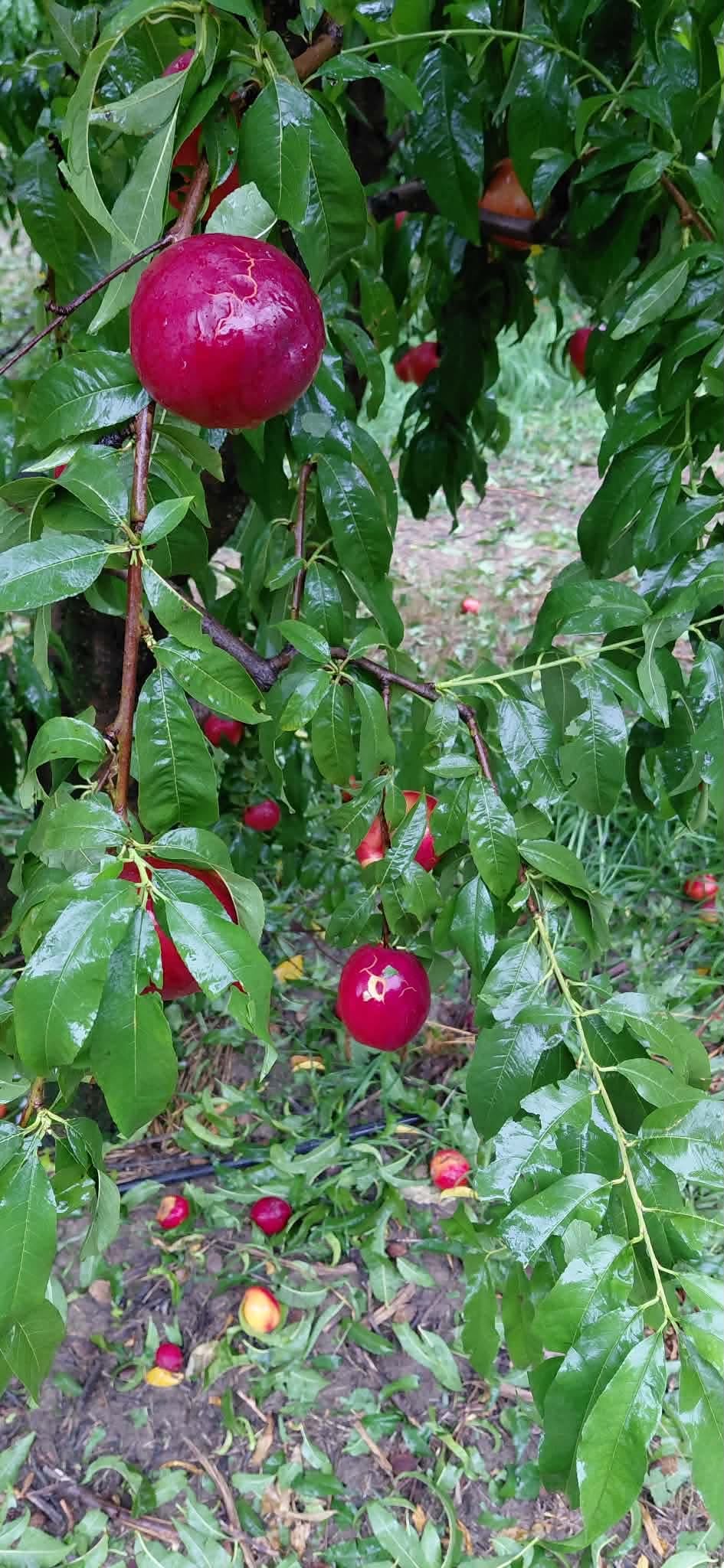 Χαλάζι στον Τύρναβο: Επικοινωνία περιφερειάρχη με πρόεδρο του ΕΛΓΑ- σύσκεψη αύριο στα Πλατανούλια (ΦΩTO)