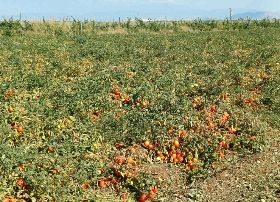Τιμές στα χαμηλά, μέτριες αποδόσεις και αυστηρά ποιοτικά κριτήρια «πνίγουν» τη βιομηχανική ντομάτα
