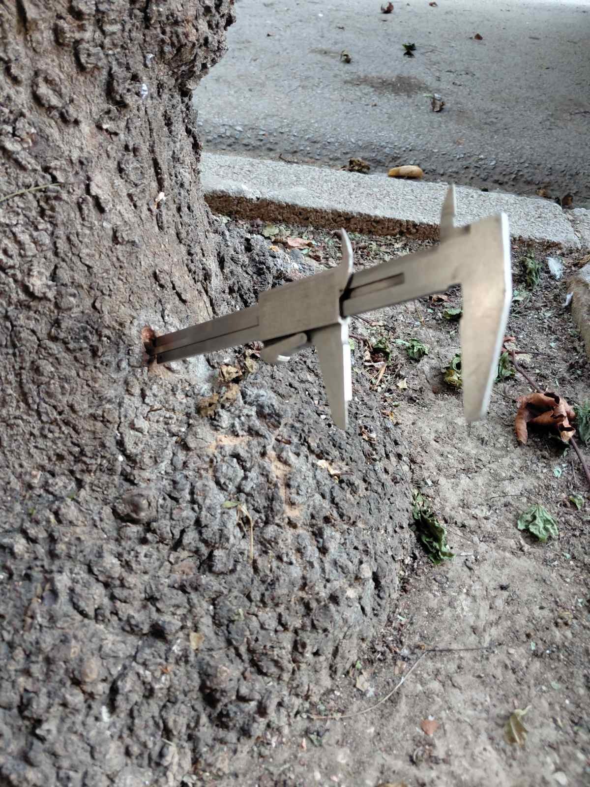 Κατέστρεψαν, με τρυπάνι, δέντρα στην οδό Τσιμισκή - Για απαράδεκτη εγκληματική ενέργεια κάνει λόγο η Δημοτική Αρχή