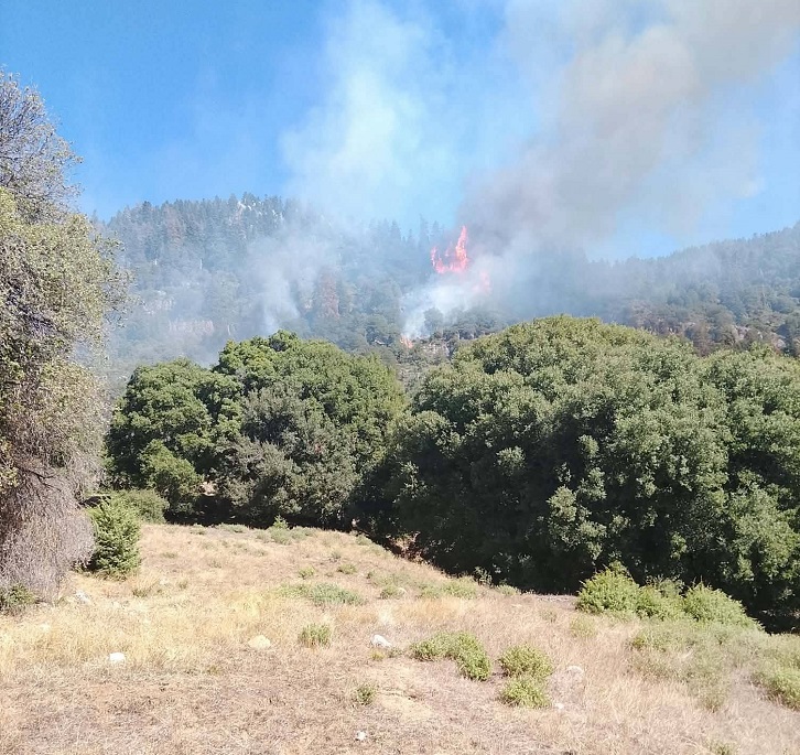 Φωτιά σε δάσος στο Καταφύλλι Καρδίτσας, επιχειρεί και ελικόπτερο